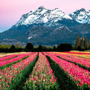 bariloche & esquel con tulipanes