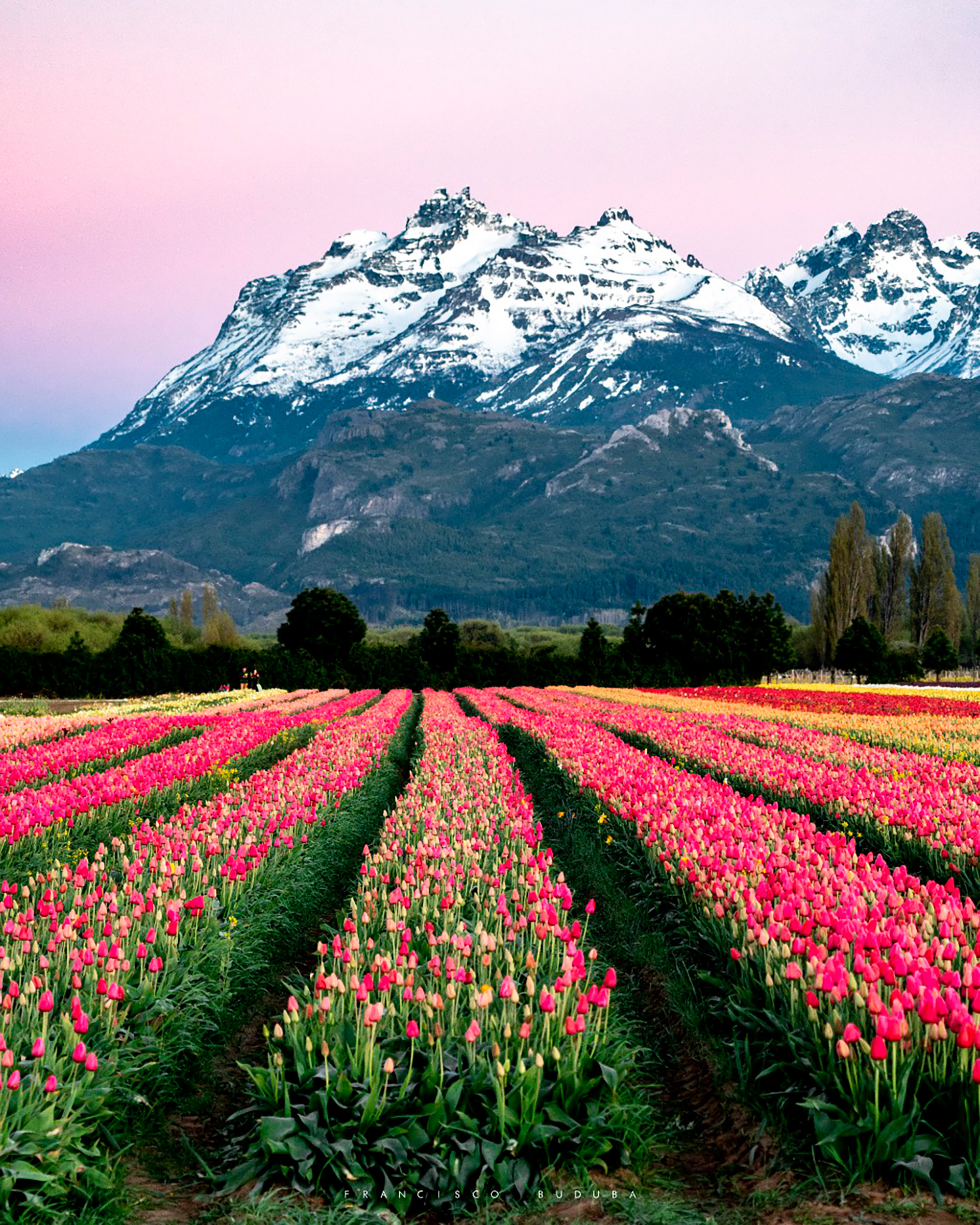 bariloche & esquel con tulipanes