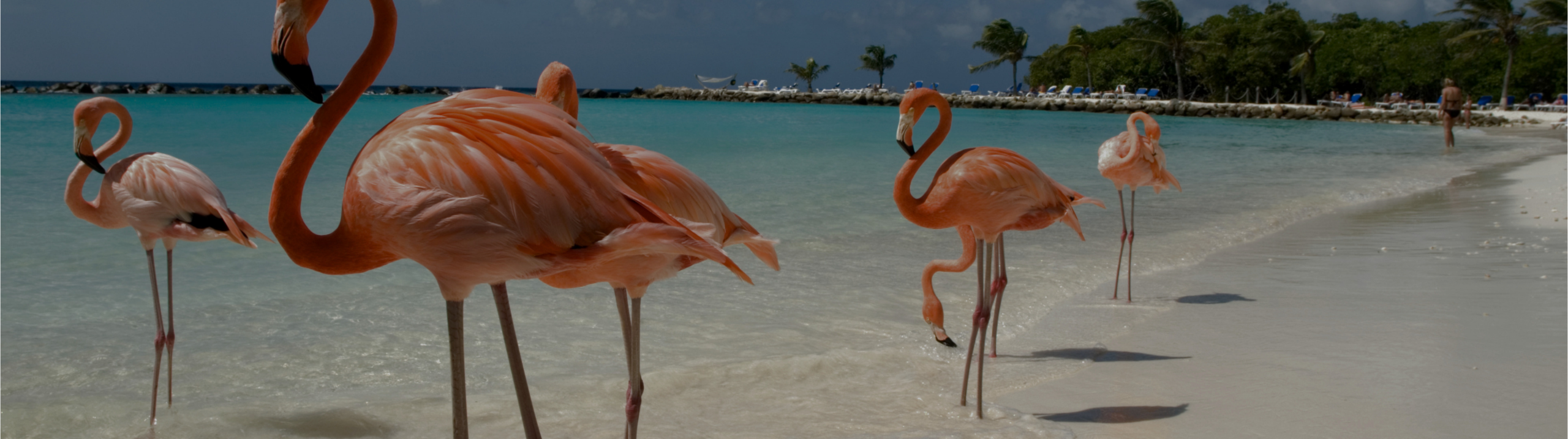 Aruba: El paraíso del Caribe que no deja de crecer pagá hasta en 12 cuotas (5)