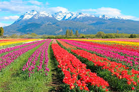 bariloche & esquel con tulipanes
