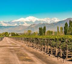 mendoza, entre cumbres y bodegas