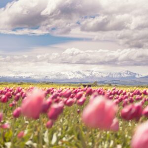 Argentina A scenic view of pink tulip fields under a cloudy sky with snow-capped mountains in the background.