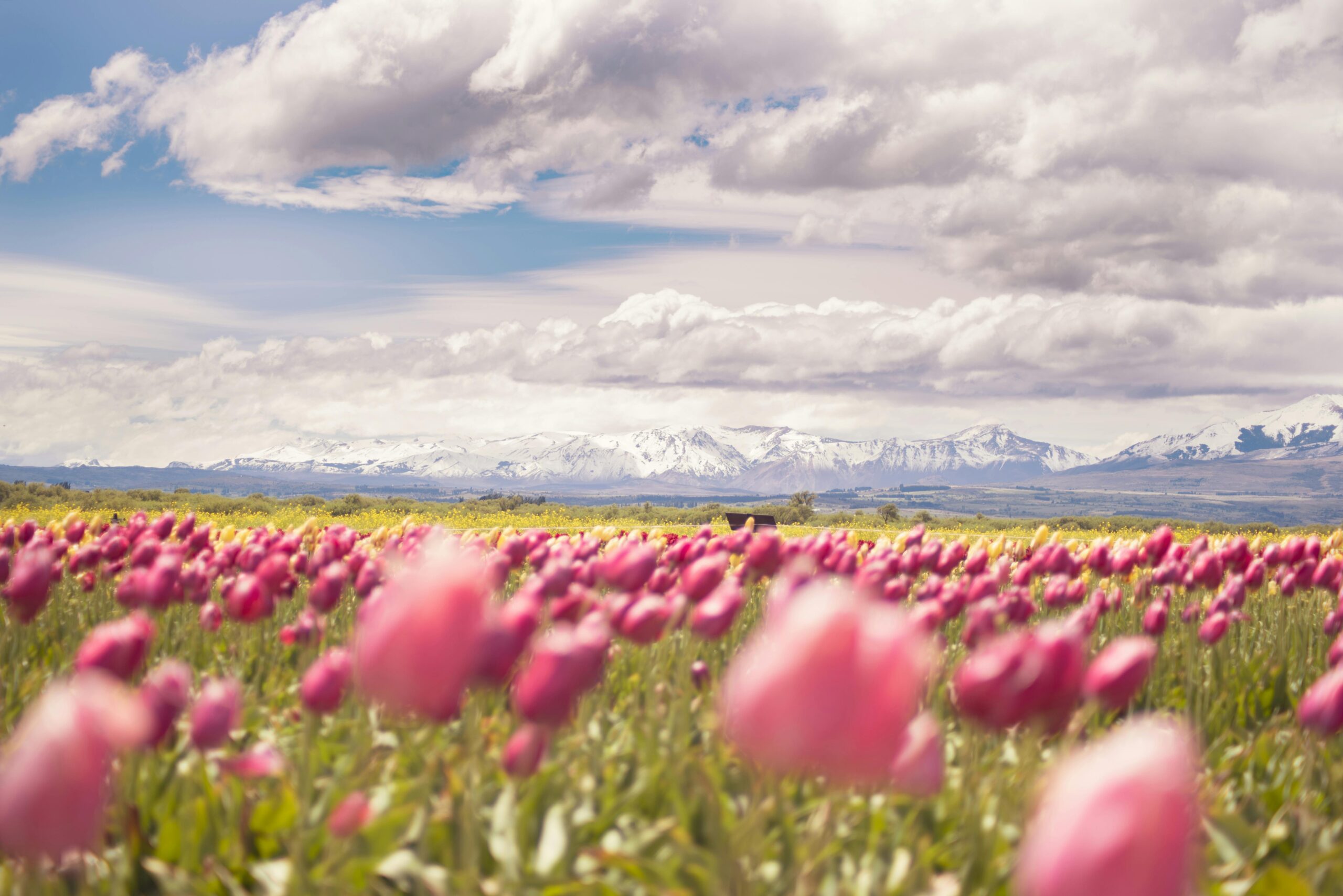 A scenic view of pink tulip fields under a cloudy sky with snow-capped mountains in the background.