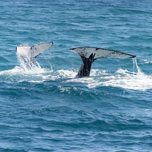 Two humpback whale tails emerging from the ocean, creating a splash.