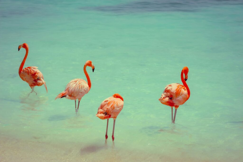 Aruba: El paraíso del Caribe que no deja de crecer Four pink flamingos wading in crystal clear waters, capturing their elegant beauty in a tropical setting.